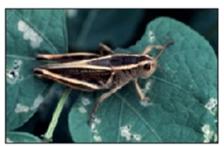 differential grasshopper differential grasshopper
