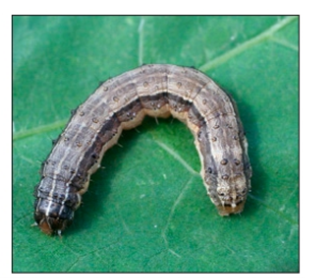 fall armyworm larva Fall armyworm larva