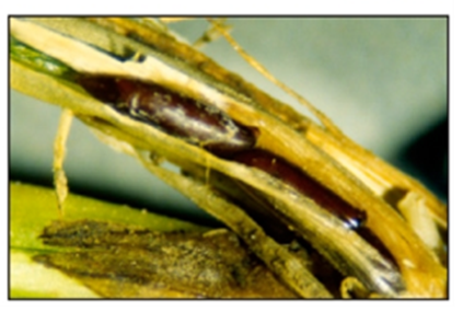 full grown Hessian fly larvae or flaxseeds full grown Hessian fly larvae or flaxseeds