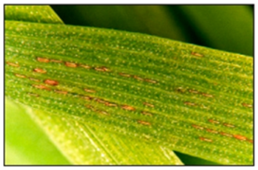 Hessian fly larvae Hessian fly larvae
