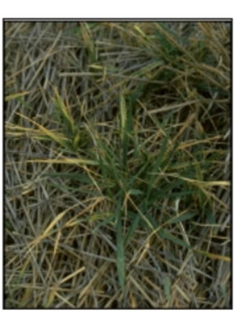 infected wheat tillers infected wheat tillers