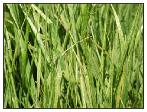 leaf damage due to black grass bugs' feeding leaf damage due to black grass bugs' feeding