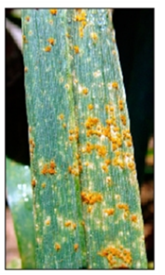 leaf rust pustules surrounded by halo leaf rust pustules surrounded by halo