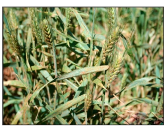 leaf rust pustules leaf rust pustules