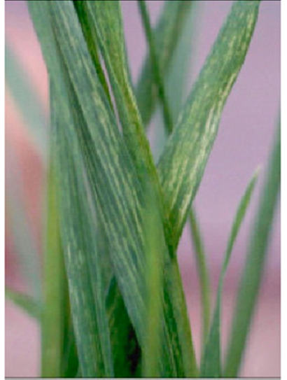 leaves with WSBMV leaves with WSBMV
