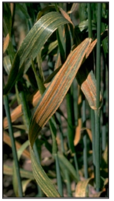 long, narrow stripes of yellow-orange pustules long, narrow stripes of yellow-orange pustules