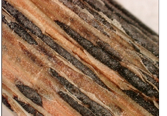 stem rust pustules turn black stem rust pustules turn black