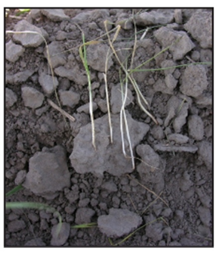 wheat tillers damaged by white grub feeding wheat tillers damaged by white grub feeding