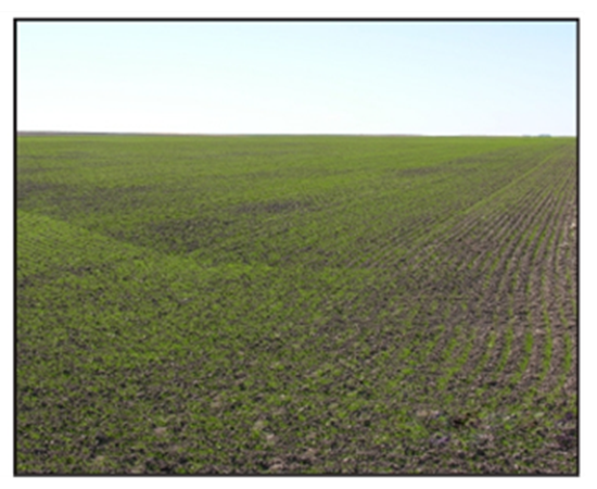 white grub damage to wheat field white grub damage to wheat field
