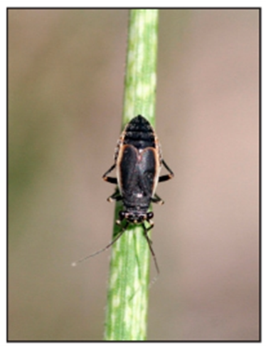 white speckling occurs at black bugs' feeding sites white speckling occurs at black bugs' feeding sites