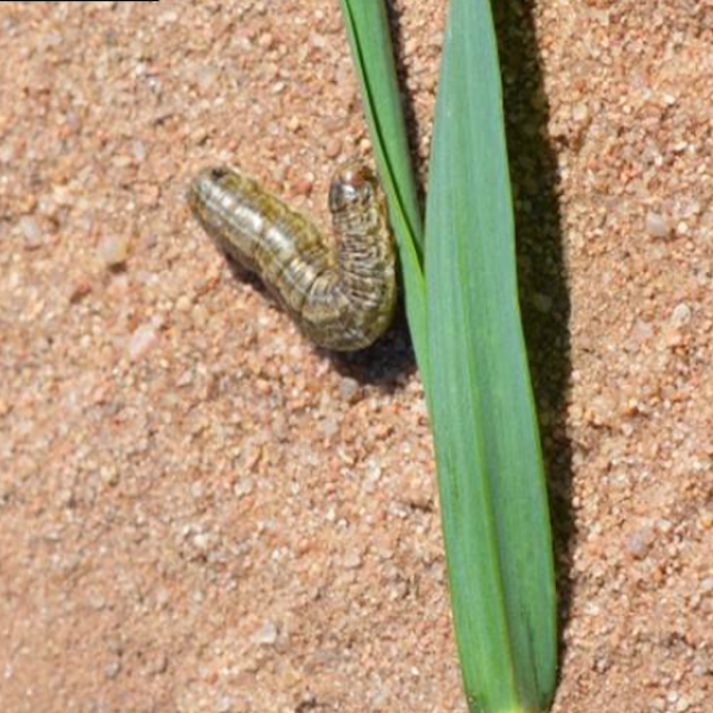 Army cutworm feeding will result in small to large holes in leaves.