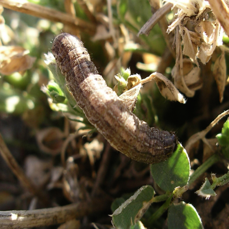 Army cutworm caterpillar: Caterpillars have brown and white lines running along the upper portion of the body. Up to 2" in length.