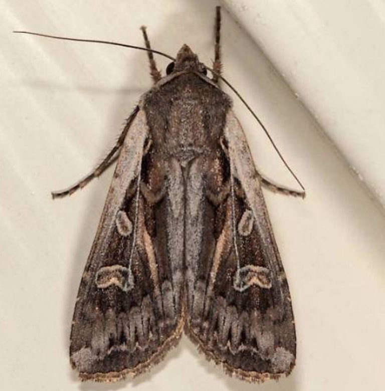 Army cutworm moth: Moths are shades of brown with various markings, and thick-bodied.