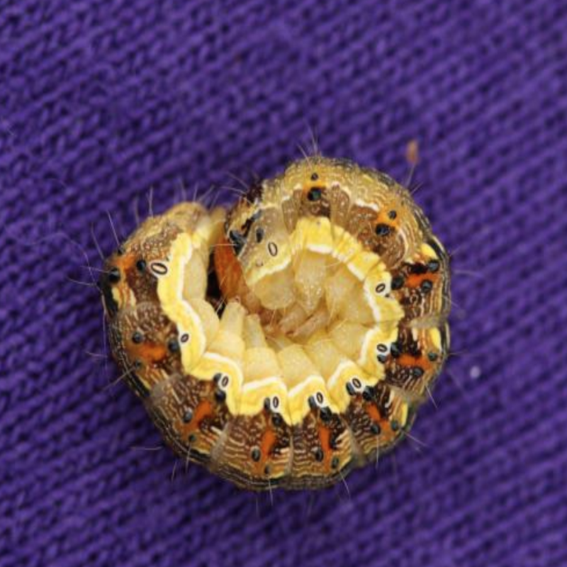 Armyworm