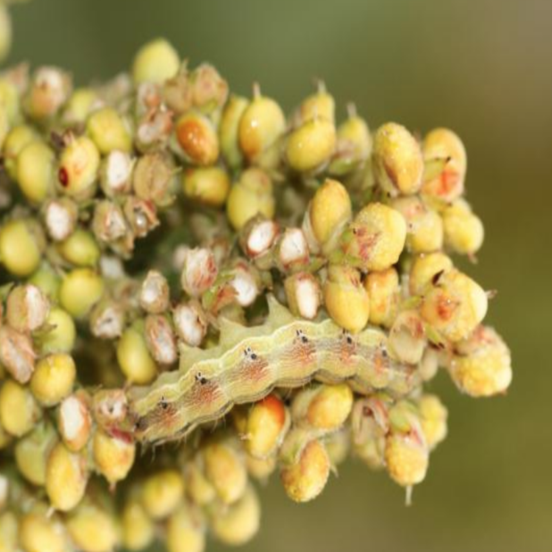 Armyworm caterpillar on sorghum