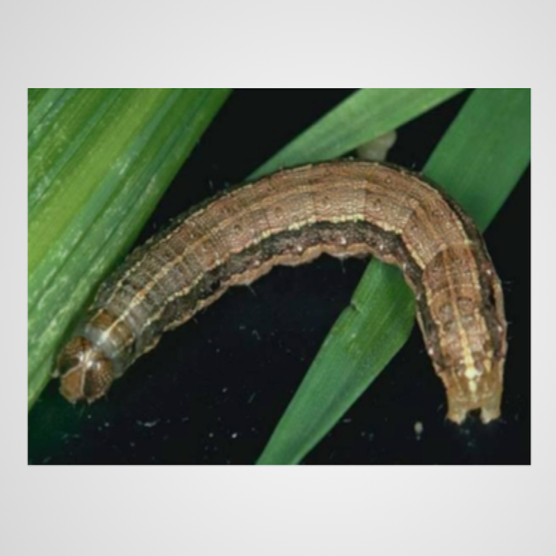 Armyworm caterpillar