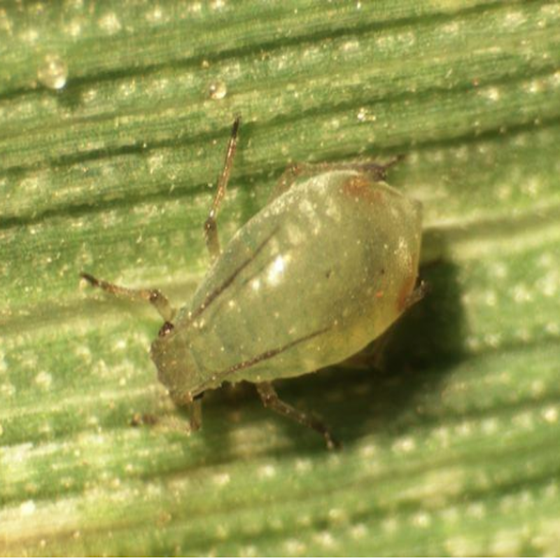 Bird cherry oat aphid: Typically, these aphids have orange/red/brown patches around their cornicles (aka tailpipes)