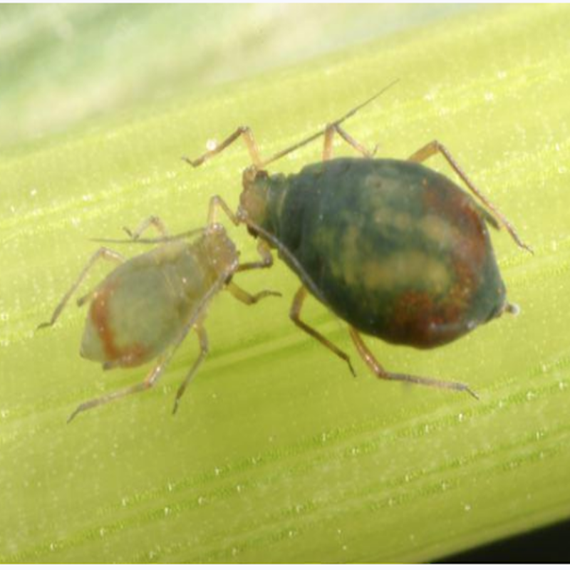 Bird cherry oat aphid: Black, or dark colored