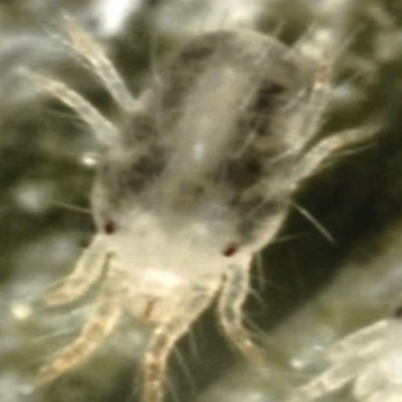 Banks grass mite: These mites typically have green to brown-black spots or lines running the length of the abdomen.