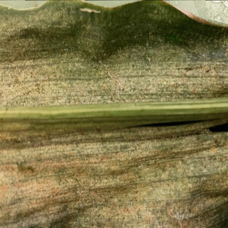 Banks grass mite: The feeding damage results in yellowing, then dry, necrotic areas. Mite webbing can be found where they are/have been present.