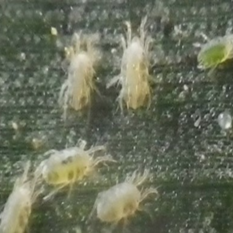 Banks grass mites: Can be confused with the two-spotted spider mite.
