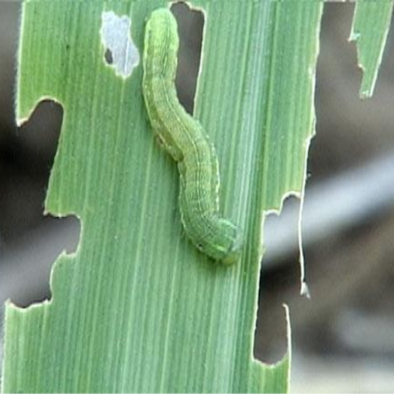 Beet armyworm caterpillar: variable color from green to black with a yellow running stripe on either side.
