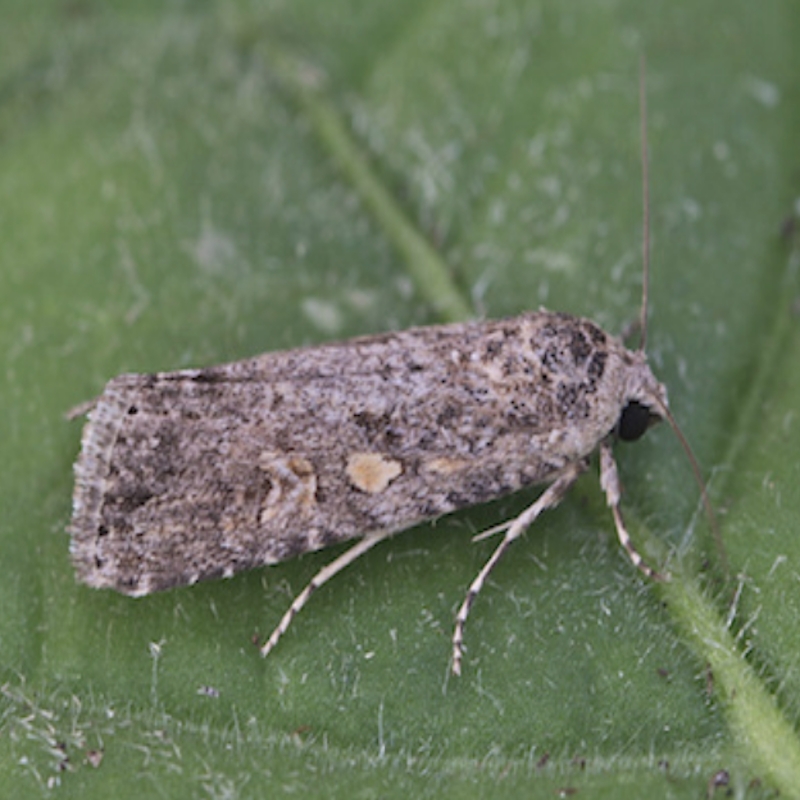 Beet armyworm moth: small brownish moth with lighter spots, up to an 1" in length.