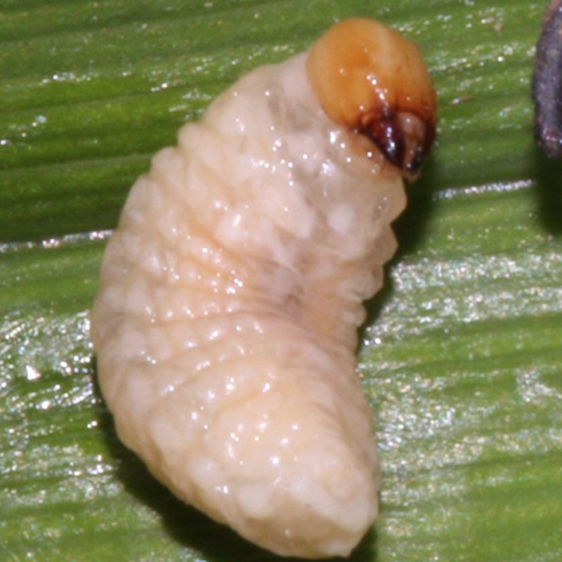 Billbug larva: A stout, legless, grub that may feed on stalks and roots.
