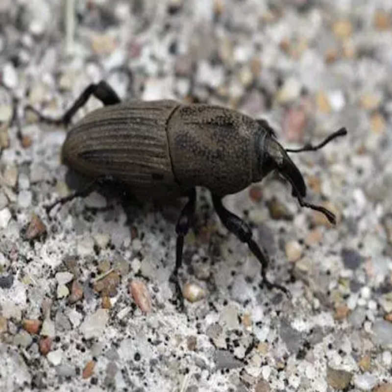 Adult billbug: All black body with prominent snout off the front of the head, about a 1/2" long in length.