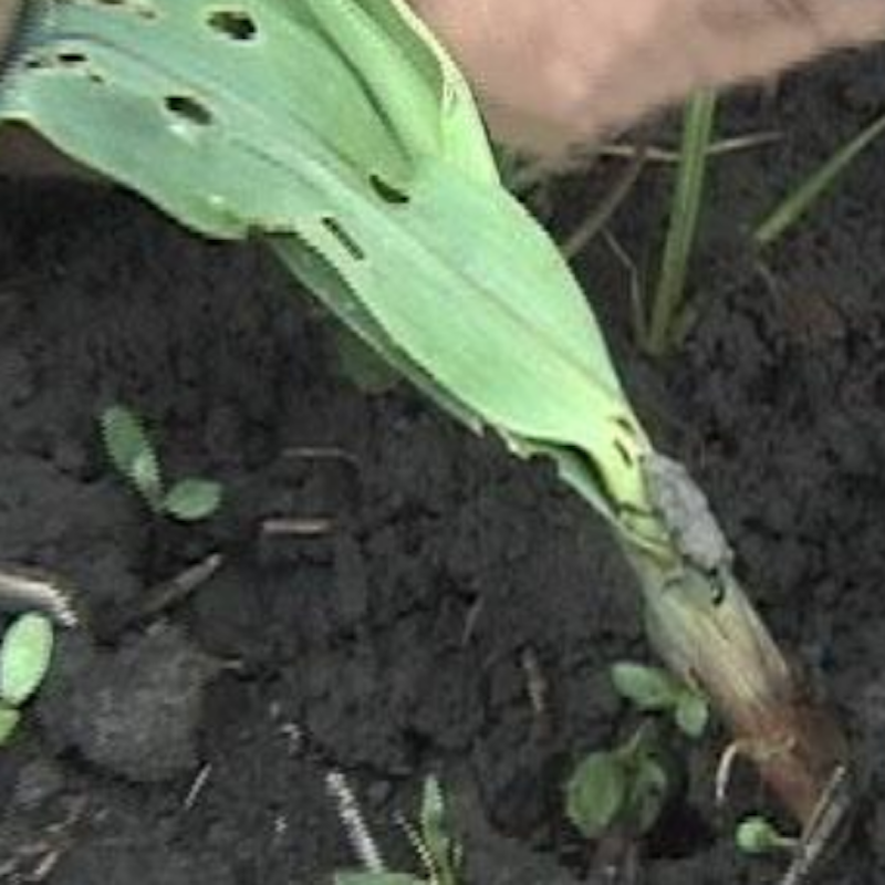 Feeding damage by adults results in holes in leaves near the crown. Billbug feeding on corn