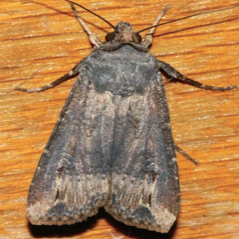 Black cutworm moth