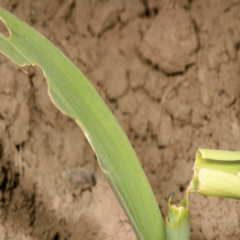 Cutworm damage
