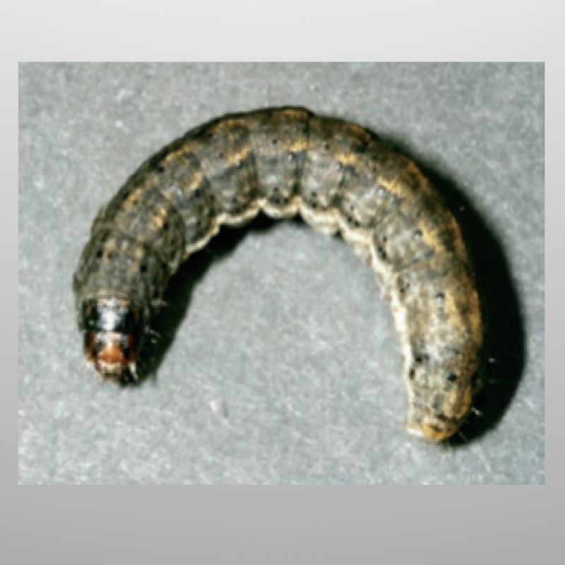 Black cutworm