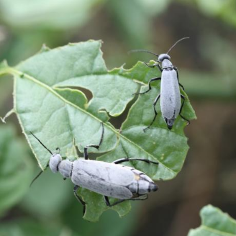 Grey blister beetles