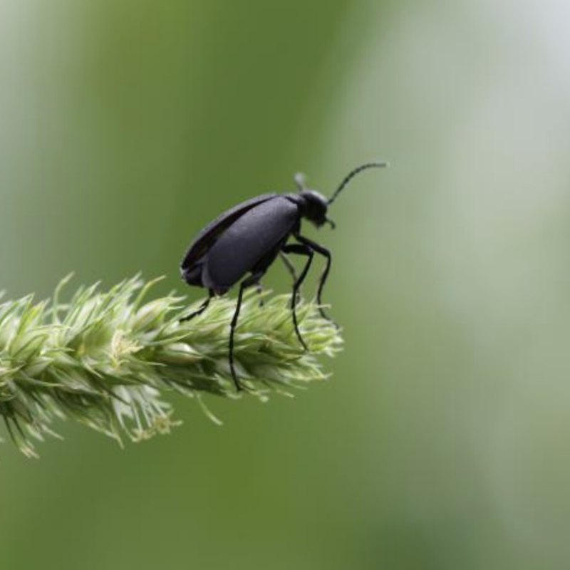 Black blister beetle