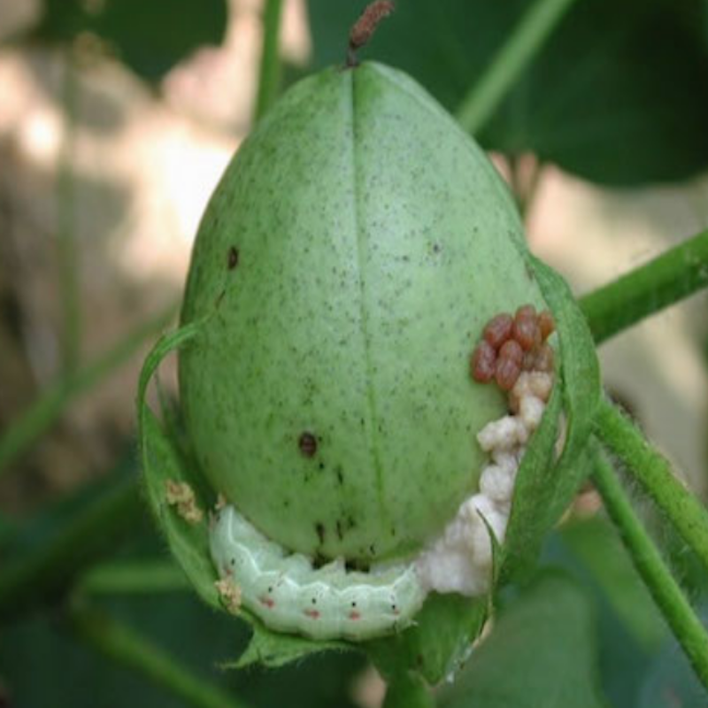 Bollworm on cotton