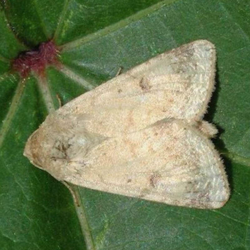 Cotton bollworm moth