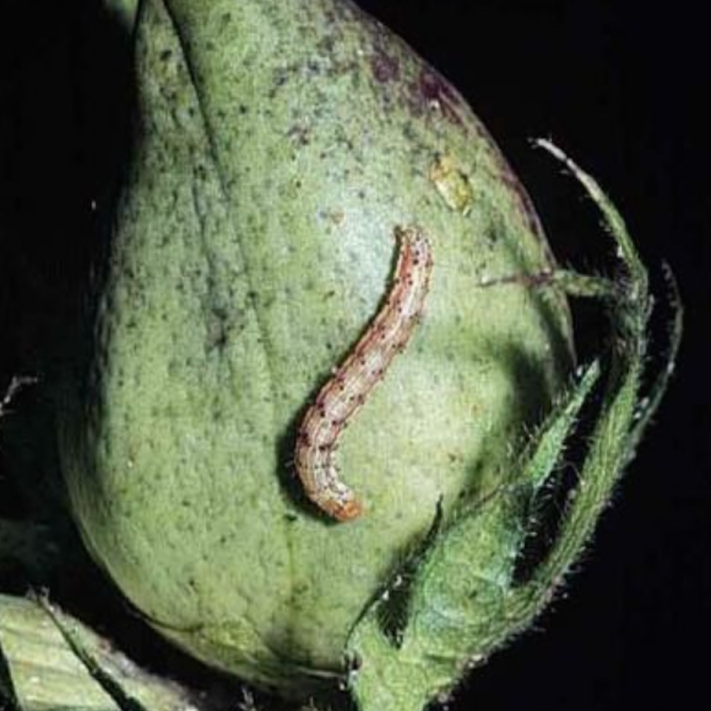 Bollworm on cotton