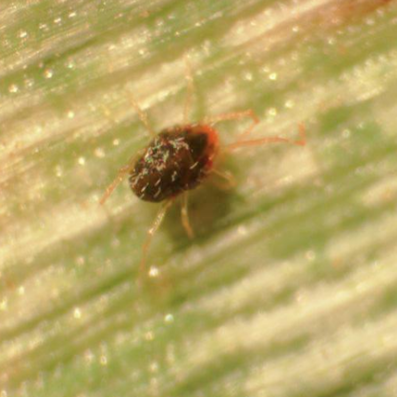 Brown wheat mite
