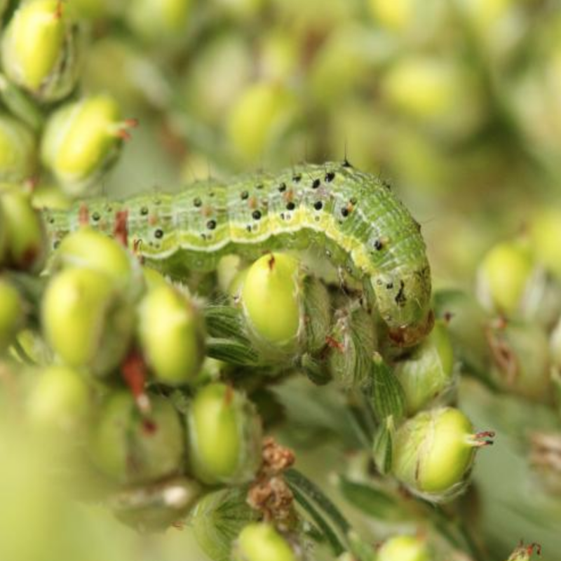 Earworm caterpillar