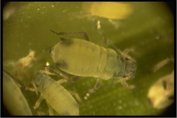 Corn leaf aphid Corn leaf aphid
