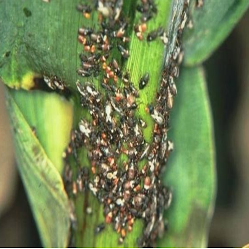 A colony of chinch bugs feeding in the plant whorl