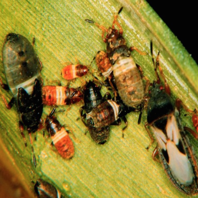 A mix of immatures and adult chinch bugs