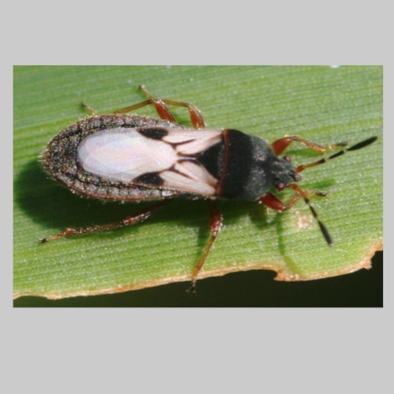 Chinch bug adults
