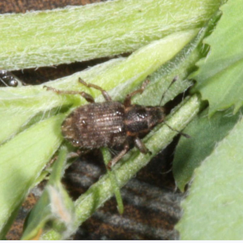Clover leaf weevil adult