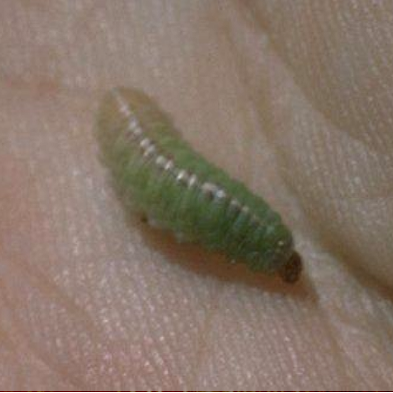 Clover leaf weevil larva