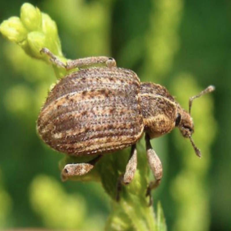 Clover leaf weevil adult
