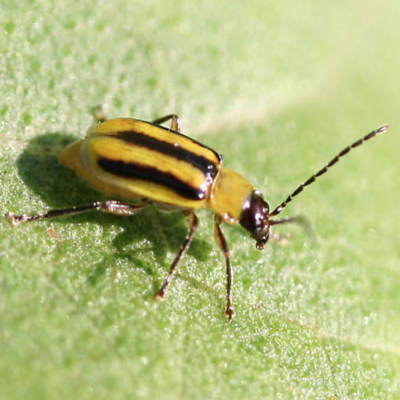 Western corn rootworm adult
