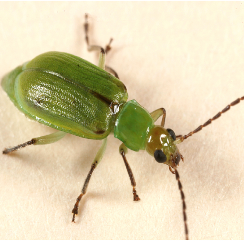 Northern corn rootworm adult