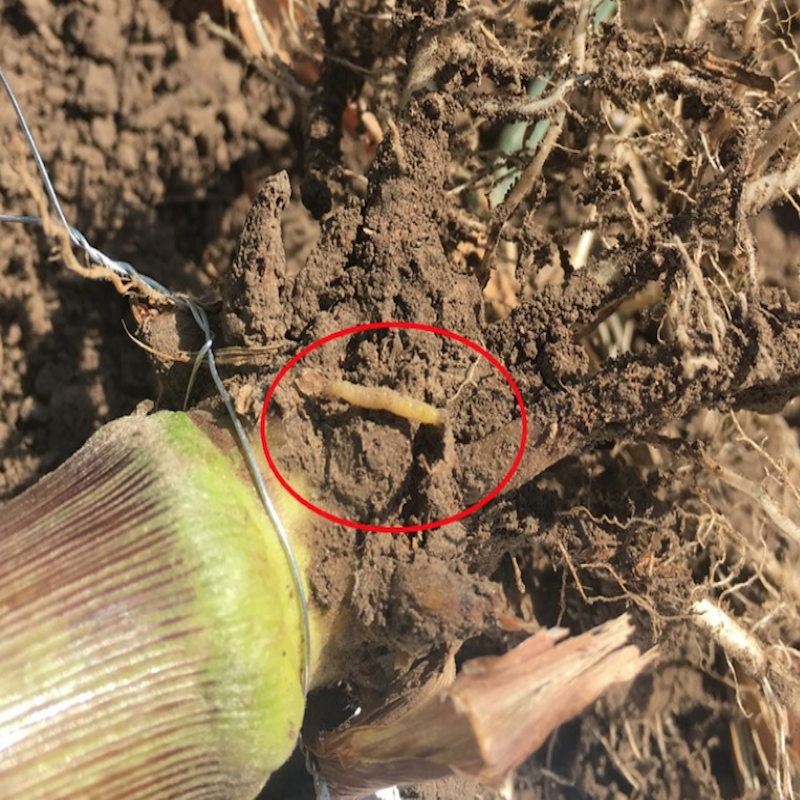 Corn rootworm larva